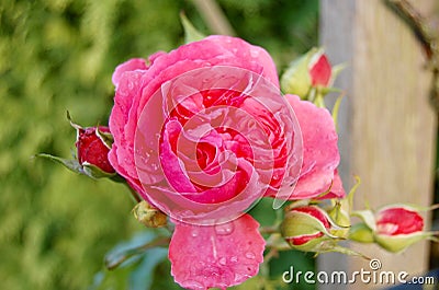 Pink rose with waterdrops Stock Photo