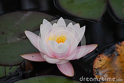 Pale Pink Water Lily Blossom in Aquatic Botanical Garden Stock Photo