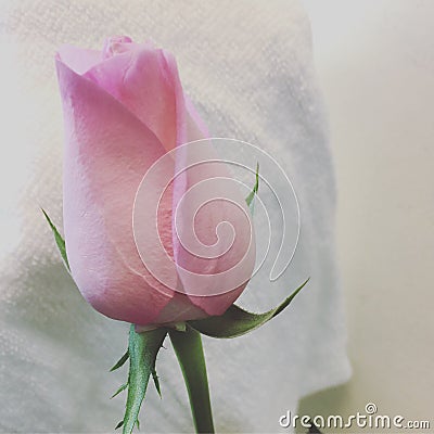 Pink rose and white cotton Stock Photo