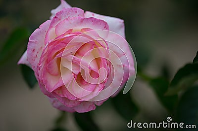 pink rose and white flower in a garden in horizontal view on dark background Stock Photo