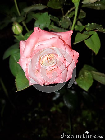 Pink Rose& x27;s Stock Photo