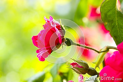 Pink rosebush buds on green background blooming in garden in sunny summer day. Stock Photo