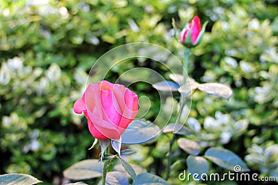 Pink rose flowers in natural light Stock Photo