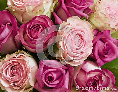 Pink roses