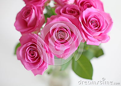 Pink roses