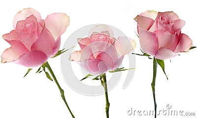 Pink roses Stock Photo