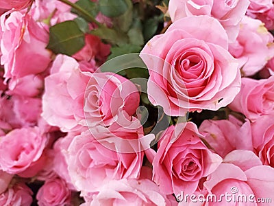 Pink roses background. Floral roses flowers. Natural patter backgrounds of fresh pink roses. Flower background. Stock Photo