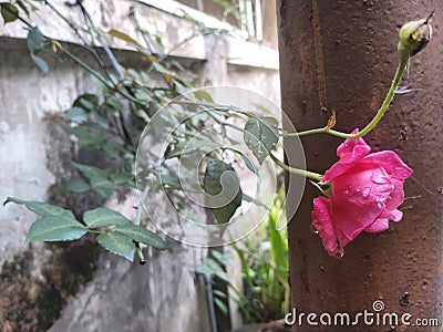 Pink roses bloom in front of a rusty iron pole Stock Photo