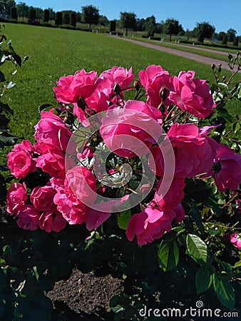 pink roses bloom in summer with one of the gardens of Saint Petersburg Stock Photo