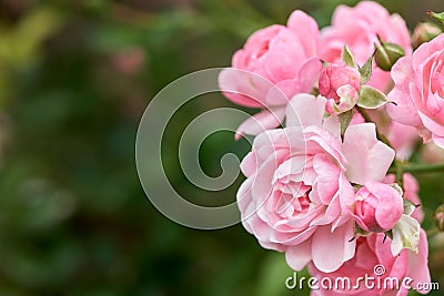 Pink roses bloom in a tropical garden with natural green blurring background. Represents romance Rose to love. Stock Photo