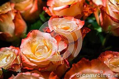 Pink roses in a bouquet Stock Photo