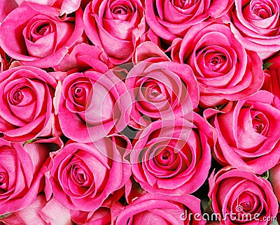 Pink roses Stock Photo