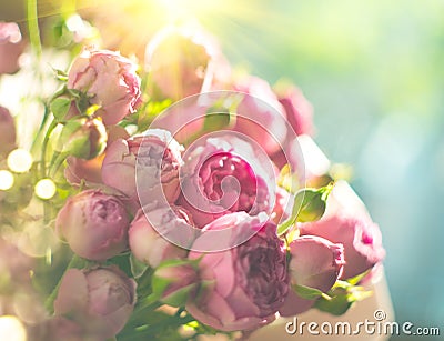 Pink roses bouquet, blooming roses. Rose flowers bunch in sunlight Stock Photo