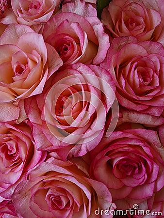 pink roses in a bouquet to express your feelings Stock Photo