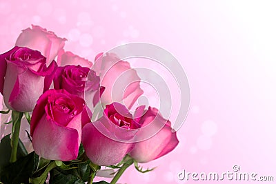 Pink roses Stock Photo