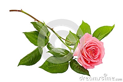 Pink roses bouquet on a white background Stock Photo