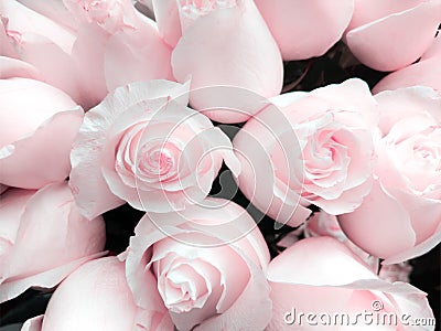 Pink roses close-up, a bouquet of flowers for Mother`s Day. Wedding events and other holidays. Flat lay.. Stock Photo