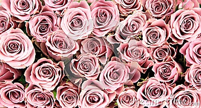 Pink roses, close-up image, as background Stock Photo