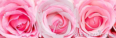 Pink roses close up macro banner valentine`s concept Stock Photo