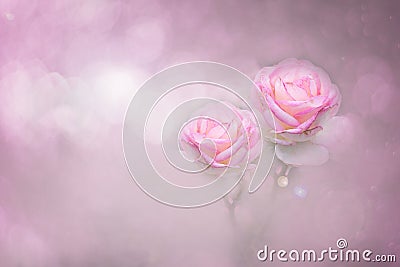 Pink roses color soft style for sweet bokeh background with copy space. Stock Photo