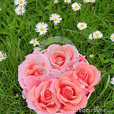 Pink Roses and Daisies on a Green Lawn Stock Photo