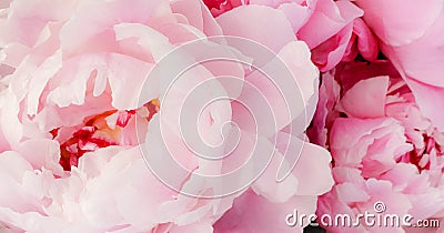 Pink roses floral pattern Stock Photo