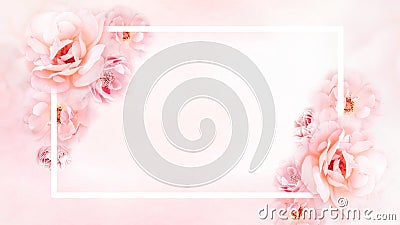 pink roses flower frame with white square stroke and copy space for text Stock Photo