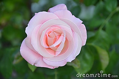 Pink roses flower spain Stock Photo