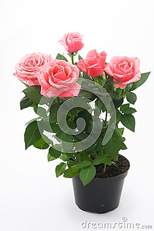 Pink roses in flowerpot Stock Photo