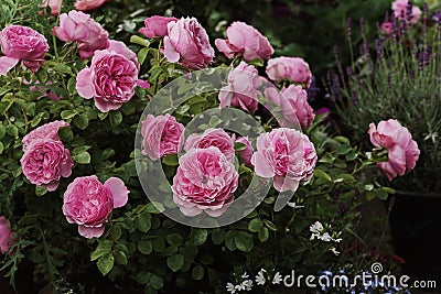 Pink Roses Leonardo da Vinci in garden Stock Photo