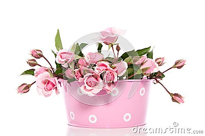 Pink roses in a pink flowerpot Stock Photo