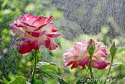 Pink roses in rain. Concept of summer, freshness in heat, watering roses in the garden. Summer greeting card Stock Photo