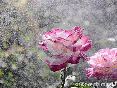 Pink roses in rain. Concept of summer, freshness in heat, watering roses in the garden. Summer greeting card Stock Photo