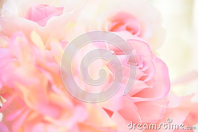 Pink roses soft focus on blur white yellow background. Stock Photo