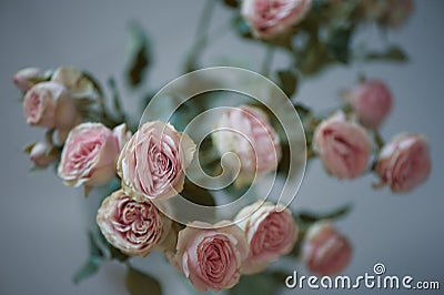 Pink roses bokeh in a vase Stock Photo