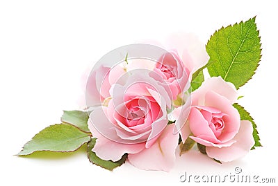 Pink Roses Stock Photo