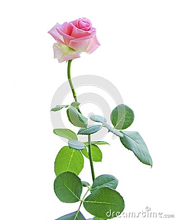 Pink roses on white background. Flower head Stock Photo