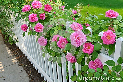 Pink Roses on White Fence Stock Photo