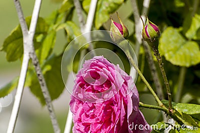 Pink rosses in nature Stock Photo