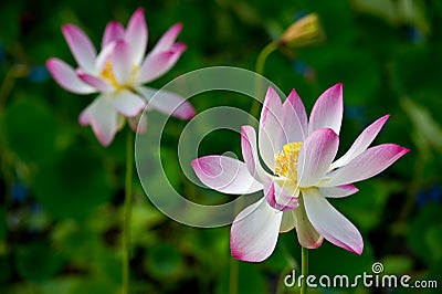 Pink Sacred Lotus Stock Photo