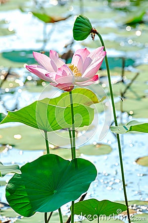 Pink sacred lotus Stock Photo