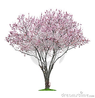 Pink sacura tree Stock Photo