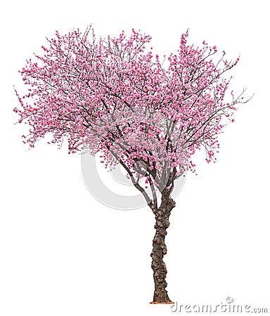 Pink sacura tree Stock Photo