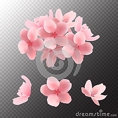 Pink sakura blooming flowers isolated on transparent background. Vector. Vector Illustration