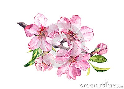 Pink sakura blossom, flourish spring twig of almond, cherry, apple . Floral watercolor Stock Photo