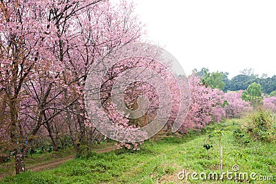 Pink sakura blossoms on dirt road in thailand Stock Photo