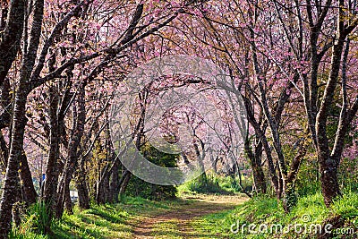 Pink sakura blossoms on dirt road in thailand Stock Photo