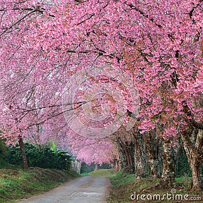 Pink sakura blossoms on road in thailand Stock Photo