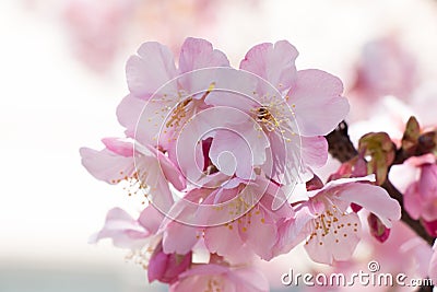 Pink Sakura, Cherry Blossom, is the most beautiful flower Stock Photo