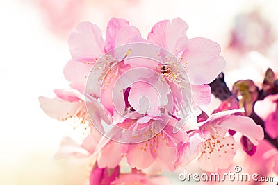 Pink Sakura, Cherry Blossom, is the most beautiful flower Stock Photo